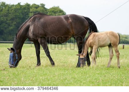 A Valk Color Foal And A Brown Mare In The Field, Wearing A Fly Mask, Pasture, Horse