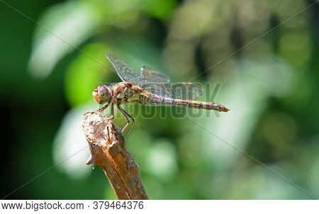 Rare Norfolk Dragonfly On Twig With Out Of Focus Background Alternative Name Norfolk Hawker Or Green