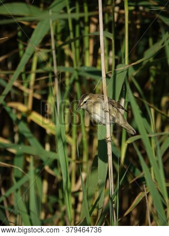 Sedge Warbler (acrocephalus Schoenobaenus) Perched On A Reed Stem