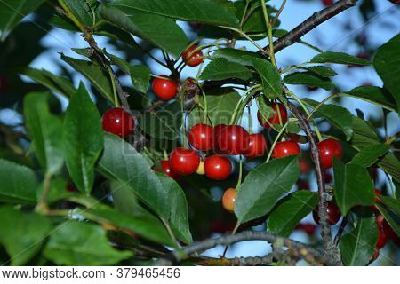Sour Cherry (prunus Cerasus) In Orchard.red Cherry (cerasus) Stone-fruits On A Branch.