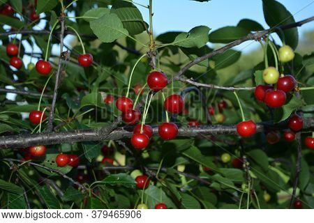 Sour Cherry (prunus Cerasus) In Orchard.red Cherry (cerasus) Stone-fruits On A Branch.