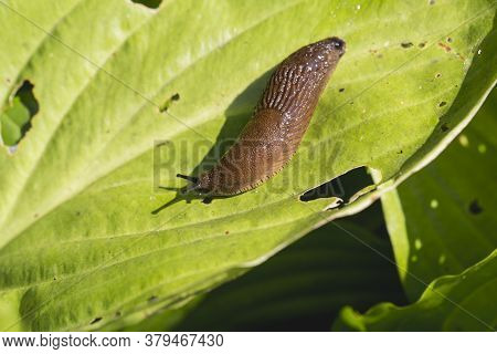 Large Red Slug ( Arion Rufus ) Attack Leaf Of A Flowers. Cause Of The Most Damage In Garden. Agricul