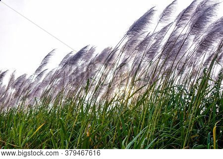 Sugarcane Field With White Flowers And Green Colored Grass Against The White Sky