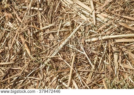 Texture Background Straw Light Beige Nature Agro