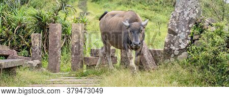 Beautiful Taiwan Water Buffalo Walking On A Stone Stair Steps In Grassland, Prairie In Taoyuan Valle
