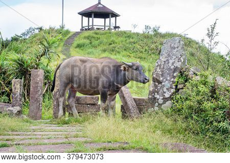 Beautiful Taiwan Water Buffalo Walking On A Stone Stair Steps In Grassland, Prairie In Taoyuan Valle