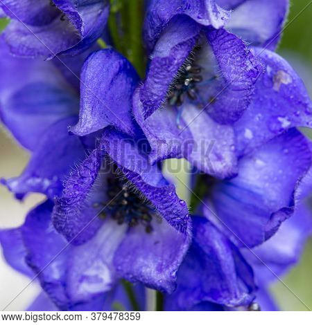 Closeup Of The Blue Flowers Of Carmichaels Monkshood.