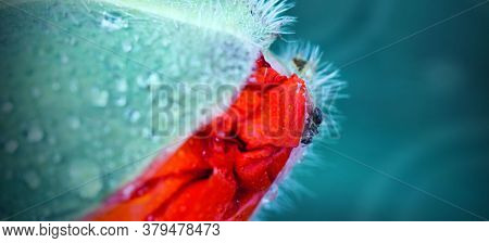 Close Up From An Opening Poppy Bud And Ant Isolated On Green Blur Background.