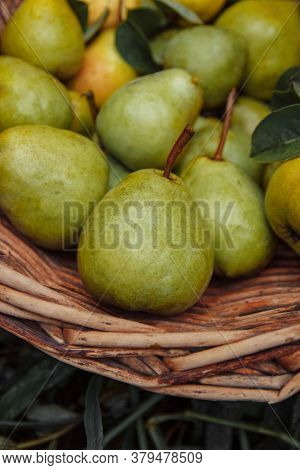 Ripe, Juicy, Sweet Yellow-green Pears In A Wicker Basket Close-up Vertical Photo, The Concept Of Gar