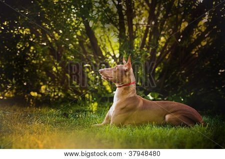 Sogni e bugie di Pharaoh Hound cane marrone
