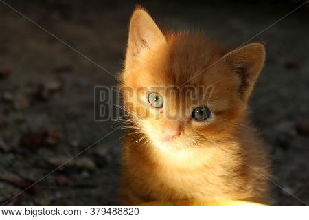 Blurry Image Of Cute Little Ginger Kitten Sitting And Looking To The Camera, Horizontal View. Animal