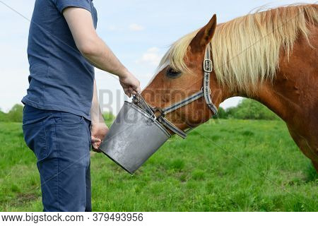 The Caucasian Man Is Holding The Bucket Of Water For His Red Horse In His Hands.
