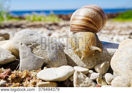 White Snail Close Up On The Rocky Shore Of The Baltic Sea. Lymnaea Stagnalis.