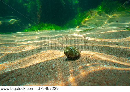Black Sea Rapan In Algae Walks On The Sand, Underwater View