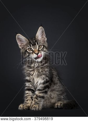 Cute Black Tabby Mackarel Maine Coon Cat Kitten, Sitting Up Facing Front Licking Mouth. Looking Towa