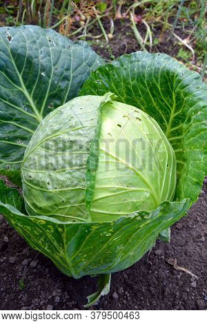 Cabbage Grows In The Garden On The Bed. Juicy Plugs Of The Headed Cabbages. Ripe Vegetables. The Har