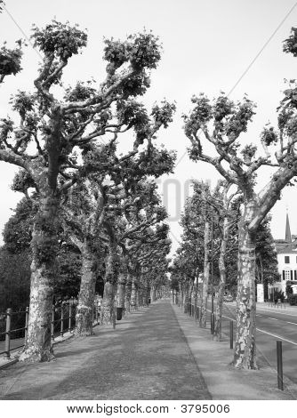 Caminho forrado de árvore