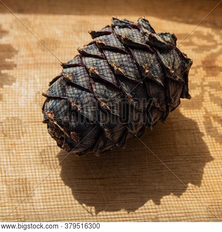 One Ripe Pine Cone With Nuts Is Set Against A Brown Background. The Cedar Cone Has Sharp Mesh-like S