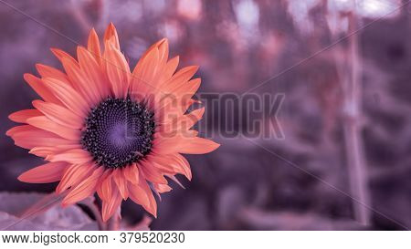 Abstract Colorization Of Single Wild Sunflower On Purple Meadow Background.