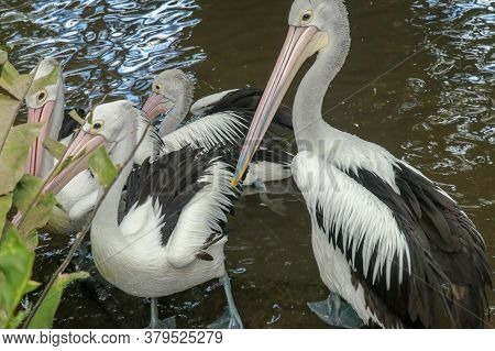 Australian Pelican Pelecanus Swimming. The Australian Pelican Has The Longest Beak Of Any Bird