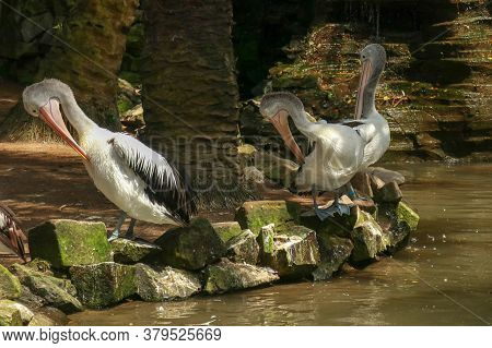 Group Of Australian Pelicans, Pelecanus , Swims In The Water. It Is A Large Waterbird In The Pelecan