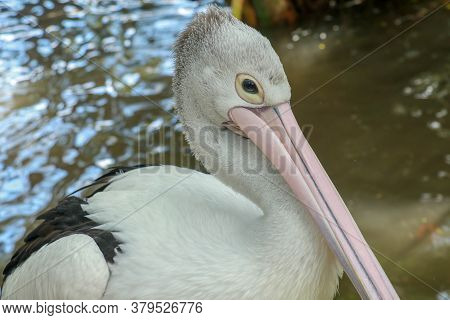 Pelecanus , Australian Pelican Head, Neck And Pelicans With Close-up Photos