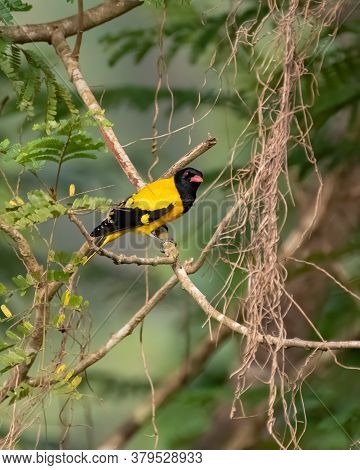An Attractive Black-hooded Oriole (oriolus Xanthornus), Perched On A Branch In Karnataka, India