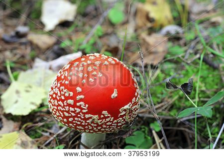 Roter vergifteten Pilz wÃ¤chst im Sommer Wald