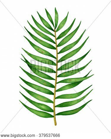 Watercolor Green Tropical Leaf Isolated On White Background. Сoconut Palm Tree Branch Clip Art. Hand
