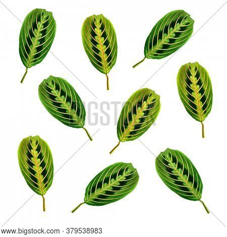 Maranta leuconeura erythroneura on a white background. Tropical leaves