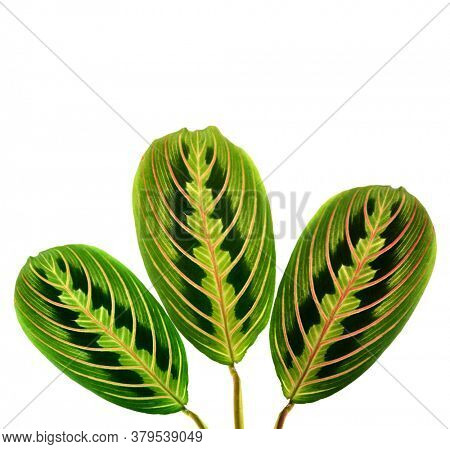 Maranta leuconeura erythroneura on a white background. Tropical leaves