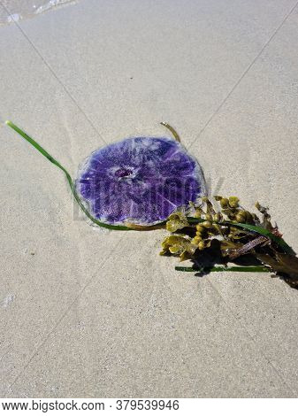 Blue Jellyfish Cyanea Lamarckii On The Beach