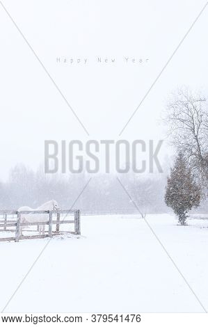 Thoroughbred White Horse On Snow Farm Side View. Winter Countryside Landscape Background With Copysp