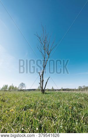 Dry Tree Without Leaves In Green Meadow. Problems Of Ecology, Environmental Pollution, Mental Health
