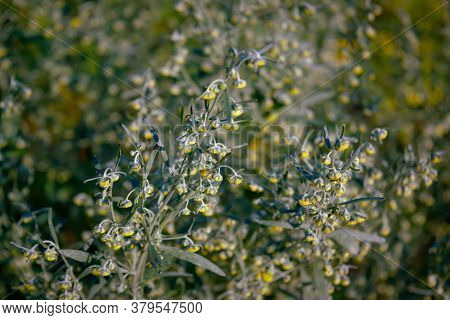 Wormwood Artemisia Absinthium In Garden. Wormwood Plant Used For Herbal Medicine.