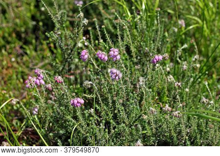 Erica Tetralix, The Cross-leaved Heath, Is A Species Of Flowering Plant In The Family Ericaceae. In 
