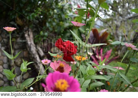 Red Rose Standing Out In The Garden