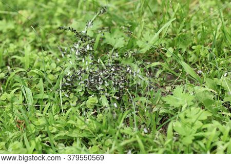 Cluster Of Winged Black Ants In Green Grass