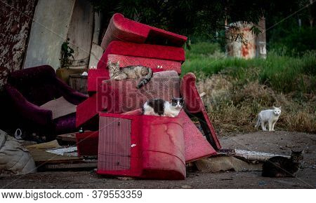 Street Cats Sit On Old Broken Furniture. Animals