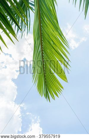 palm tree isolated on white background