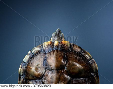 Side View Pet Turtle Red-eared Slider Or Trachemys Scripta Elegans Hides Its Head Under The Shell Cl