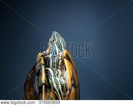 Side View Pet Turtle Red-eared Slider Or Trachemys Scripta Elegans Hides Its Head Under The Shell Cl