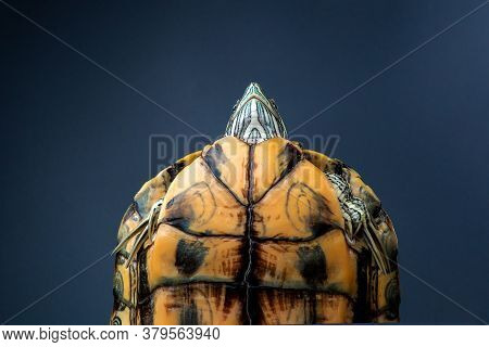 Side View Pet Turtle Red-eared Slider Or Trachemys Scripta Elegans Hides Its Head Under The Shell Cl