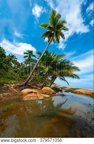 Palm Trees On A Wild And Inaccessible Beach In Thailand. Palm Trees Bent Over The Water. Palm Trees 