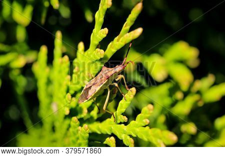 Close Up Of A Brown Bug, Stink Bug On The Branch Of A Conifer
