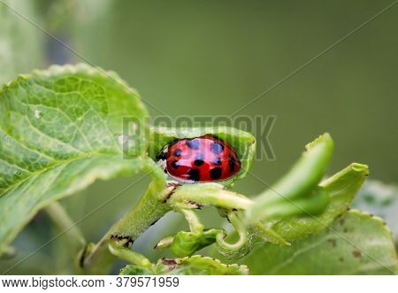 Close Up Of A Ladybug On A Leaf Of A Tree.