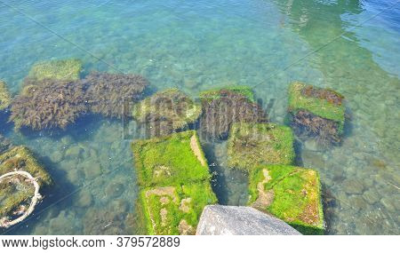 Green Algae In The Water Near The Sea Coast. Beautiful Square-shaped Seaweed.