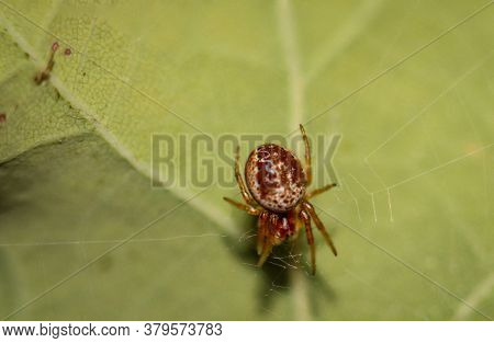 Close Up Of A Spider, Crevice Spider In Its Web.