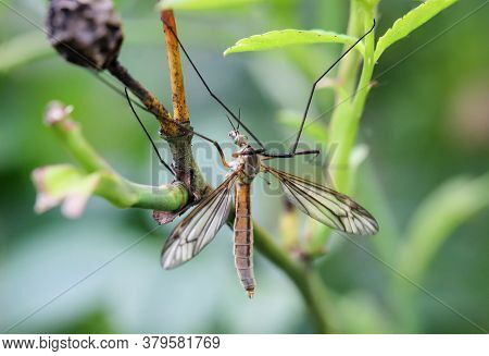 Close-up Of A Long Legged Insect On A Plant