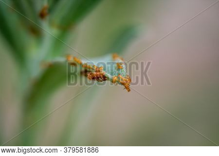 Close Up Of Many Small Caterpillars, Larvae On A Leaf